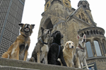 Hundeschule Berlin